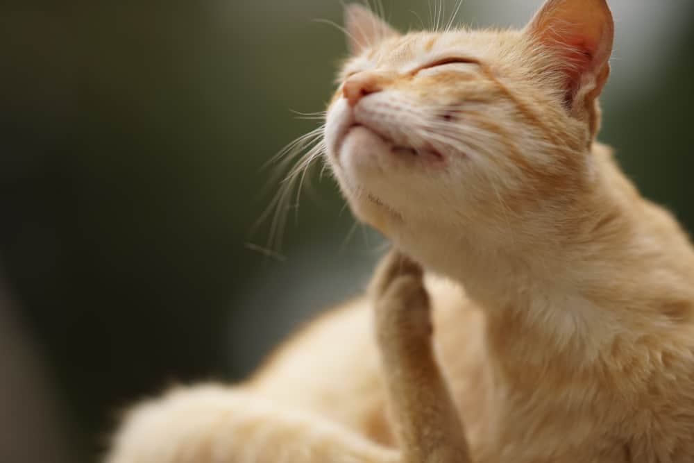 10 Benefits Of Coconut Oil For Cats