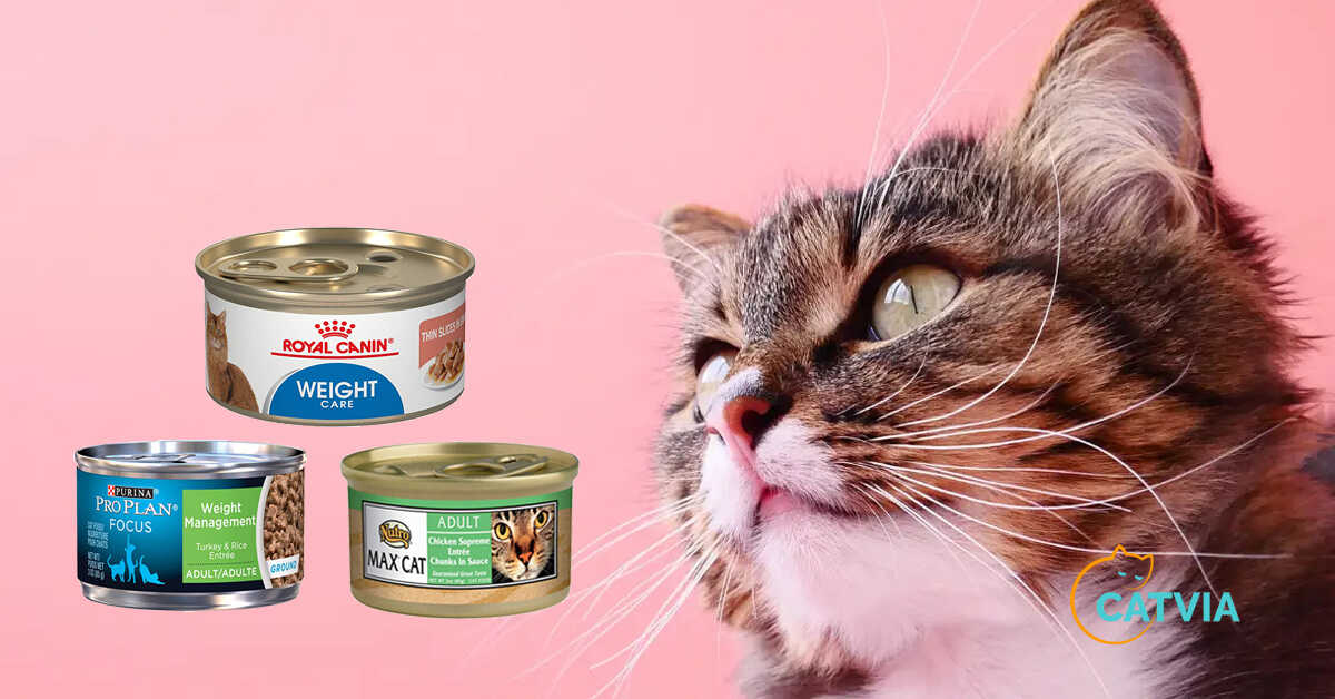 10 Best Canned Cat Food for Weight Loss in 2021