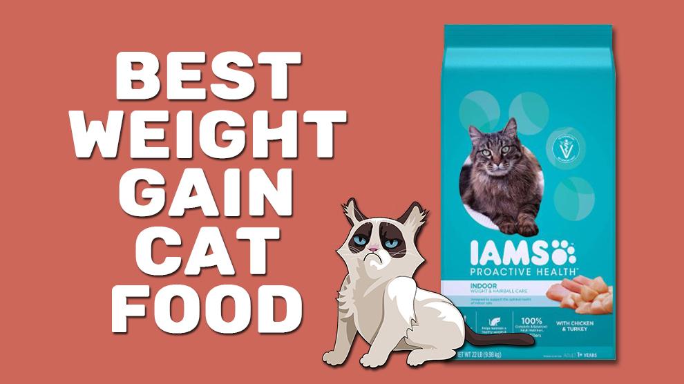 10 Best Cat Food For Weight Gain In 2021