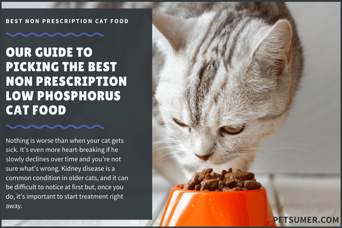 10 Best Non Prescription Low Phosphorus Cat Food in 2020