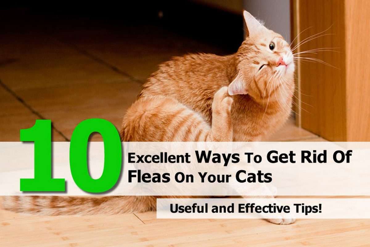 10 Excellent Ways To Get Rid Of Fleas On Your Cats