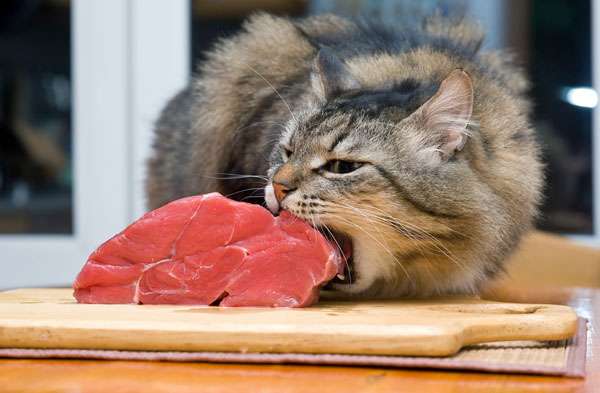 10 Feeding Tips for Keeping Your Finicky Feline Fit