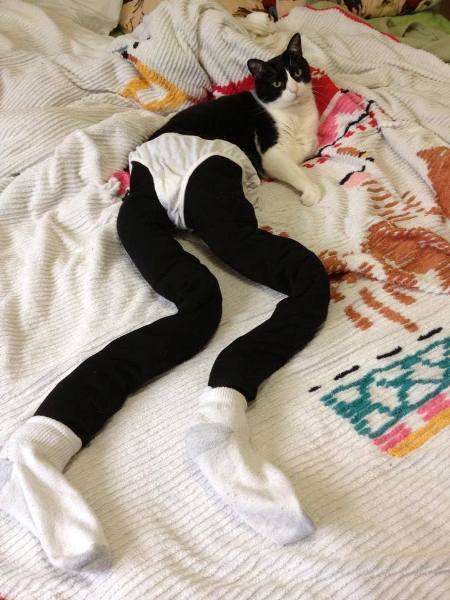 10 Pictures of Cats Wearing Tights  Its a Real Trend ...