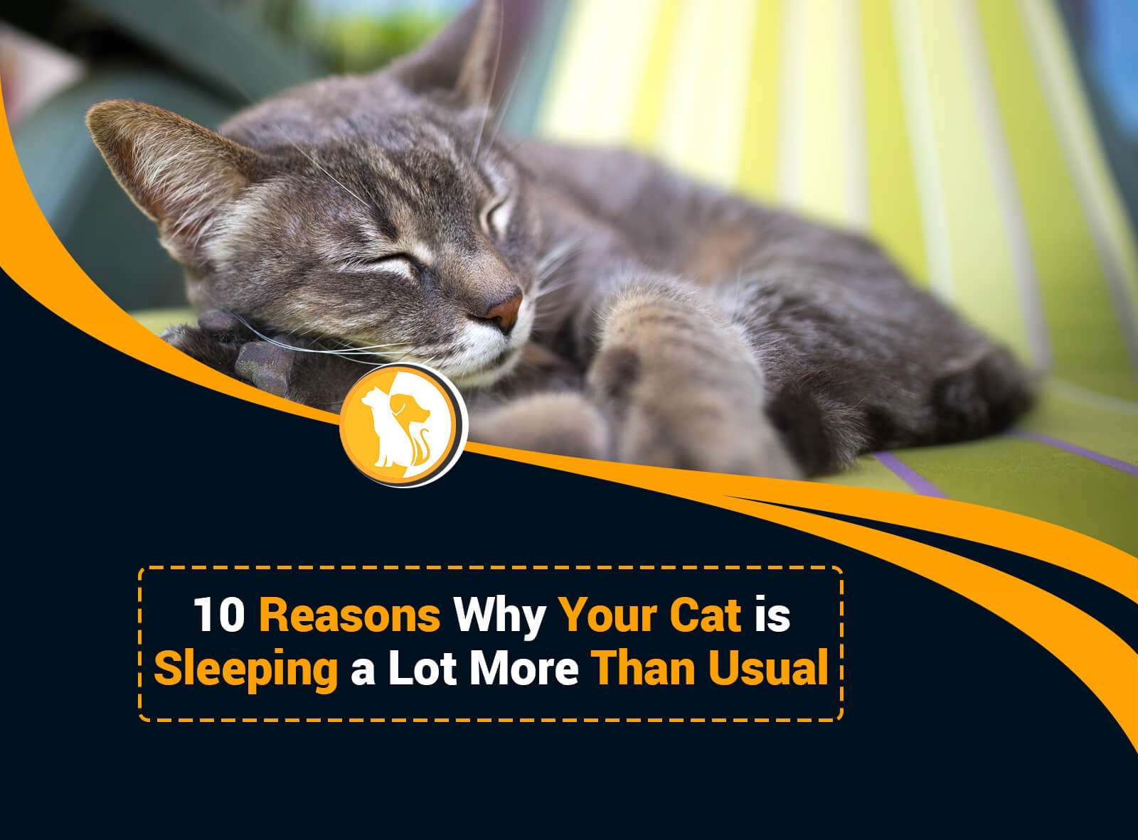 10 Reasons Why Your Cat is Sleeping a Lot More Than Usual