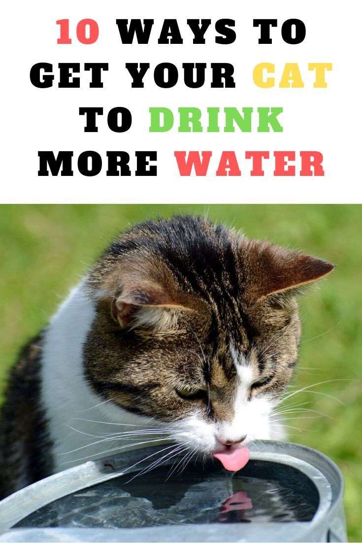 10 Ways to Get Your Cat to Drink More Water