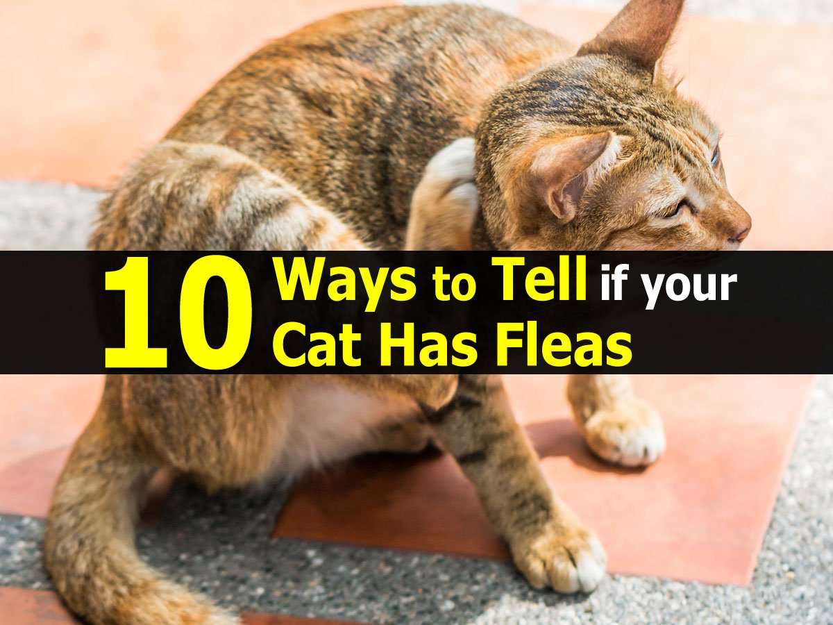 10 Ways to Tell if your Cat Has Fleas