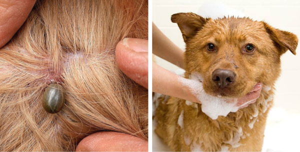 11 Surefire Ways To Prevent And Get Rid Of Your Dog
