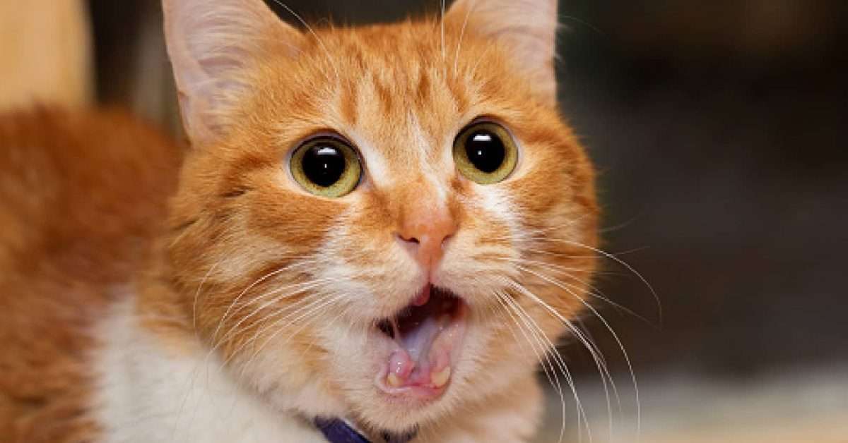 11 Surprising Smells That Cats Hate (Really Surprising)