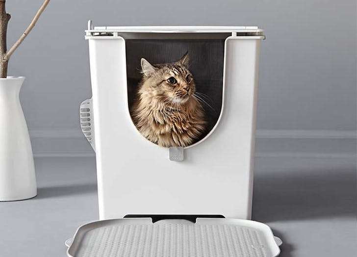 12 of the Best Cat Litter Boxes