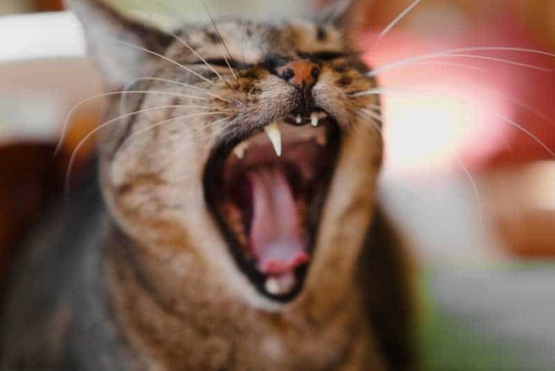 13 Best Cat Foods for Cats with No Teeth (or Few/Bad Teeth)