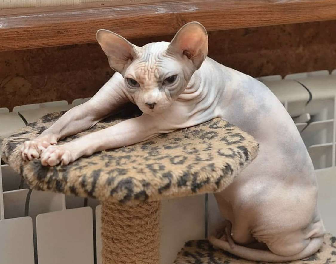 14 Facts About Sphynx Cats That You Should Know