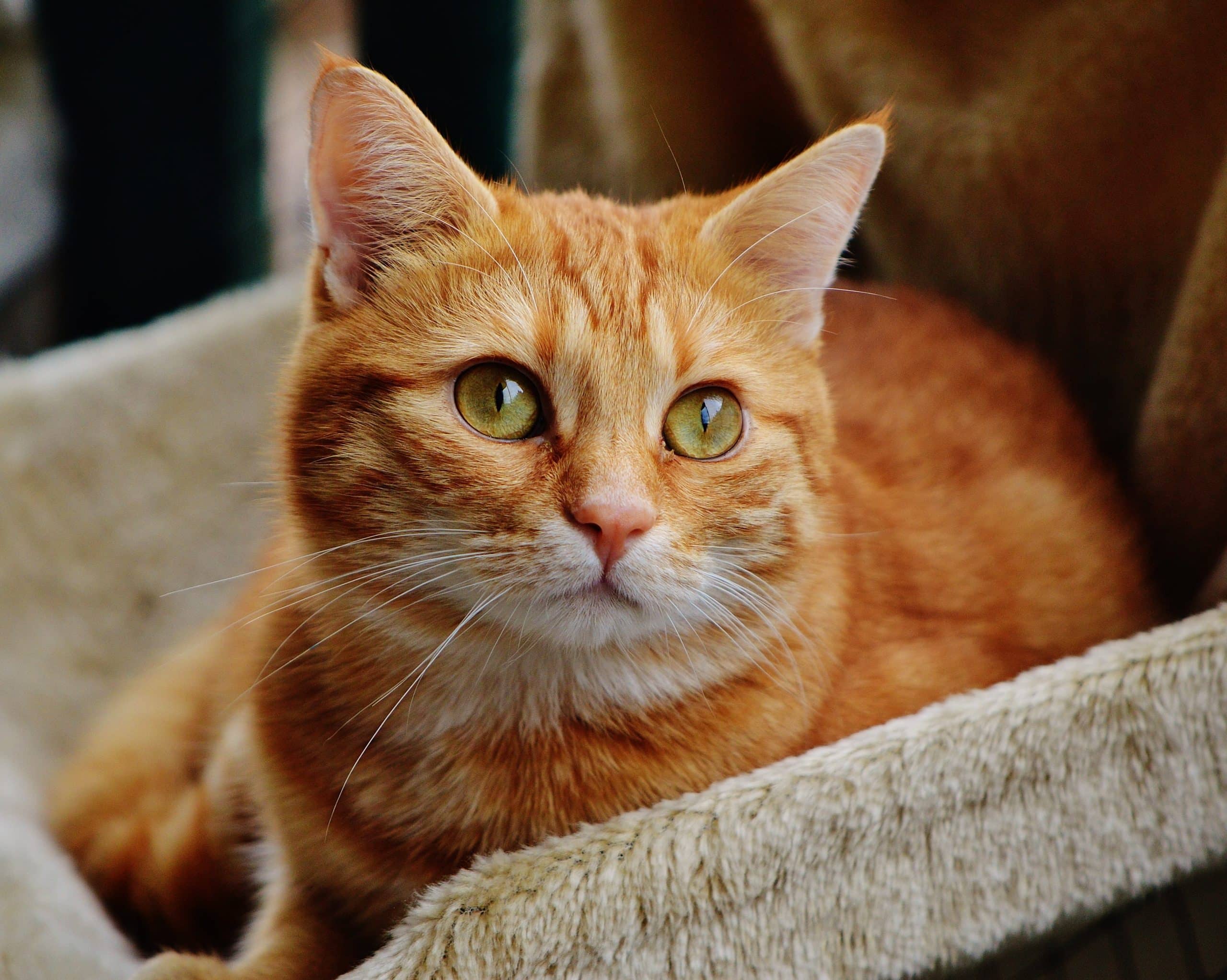 15 Fascinating Facts About the Orange Tabby Cat (With Pictures ...