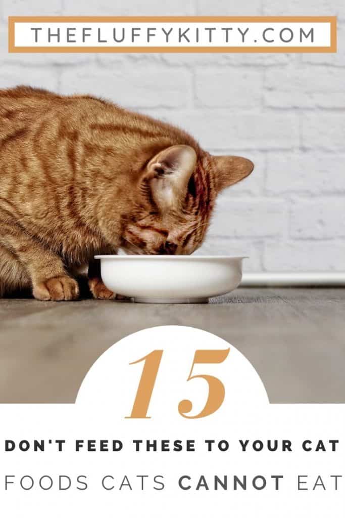 15 Foods Cats CAN