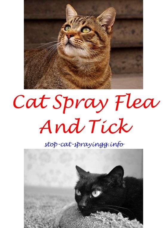 15 Top Images When Do Male Cats Start Spraying / 9 Knowing Tips AND ...