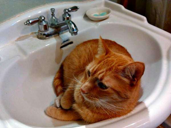 16 Cats Who Love to Hang Out in the Bathroom Sink