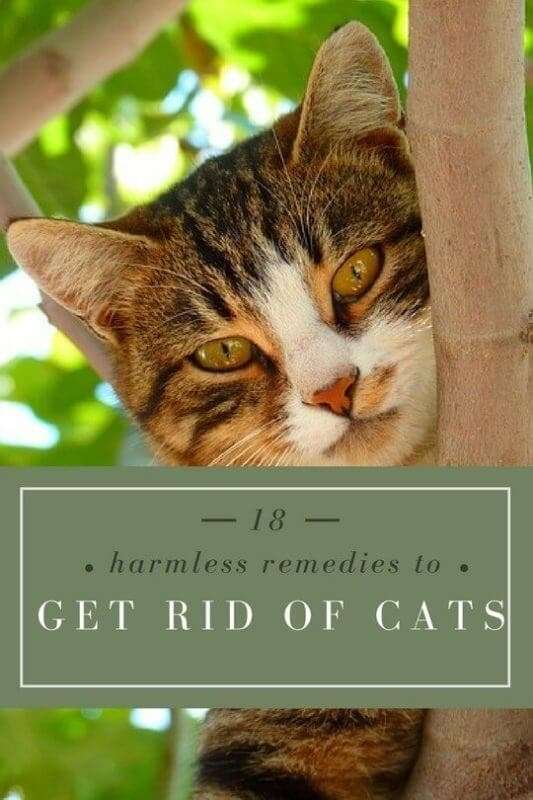 18 Home Remedies to Get Rid of Cats from your Garden or Yard