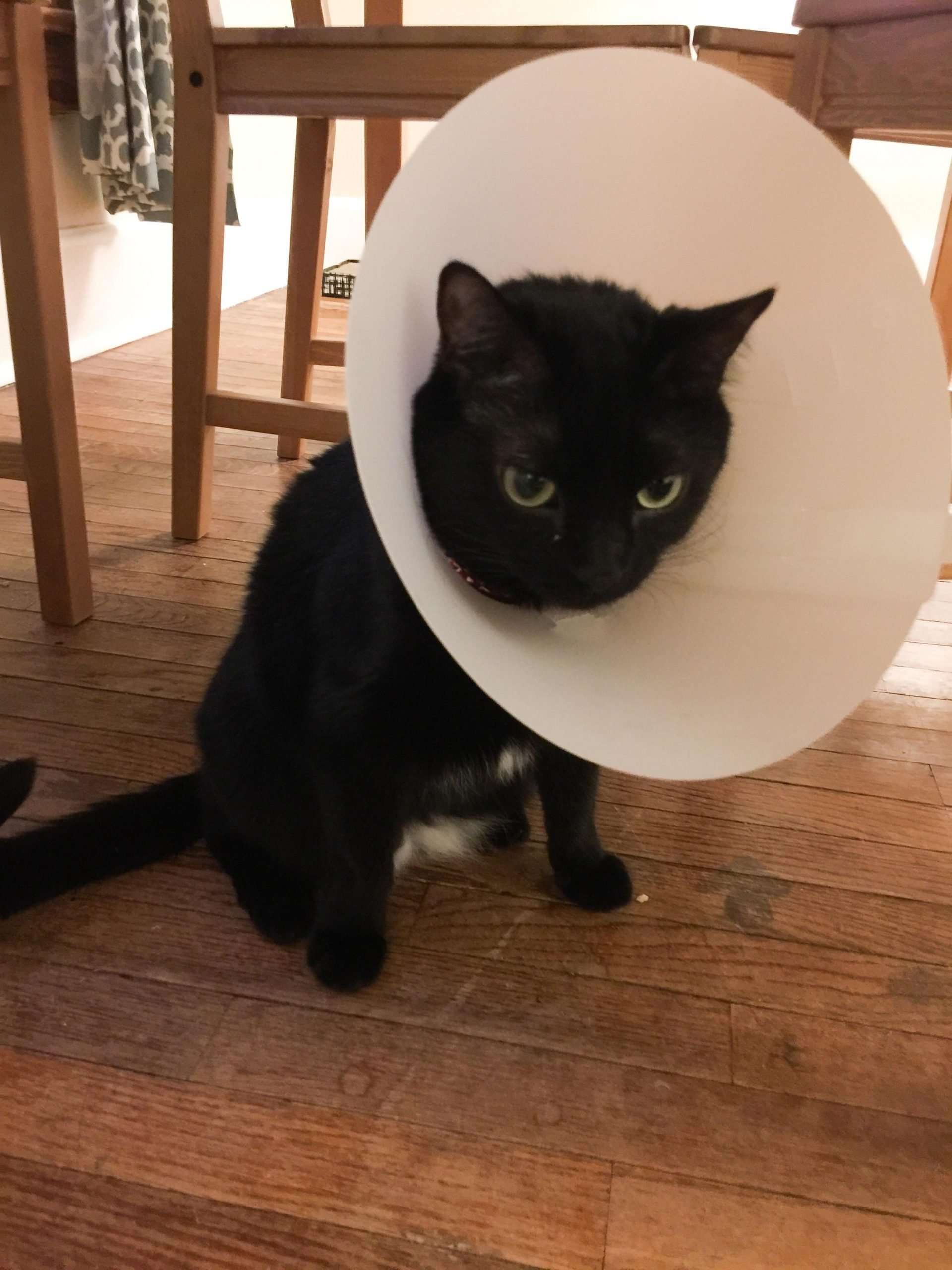 $200 and a cone later. : cats
