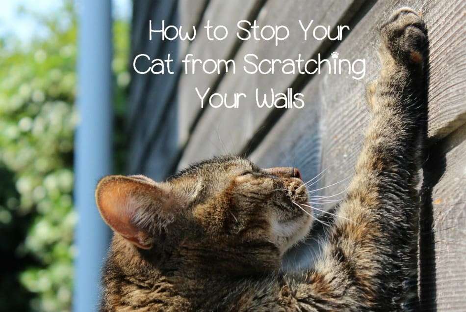 4 Tips to Stop Cats from Scratching Up Your Walls ...