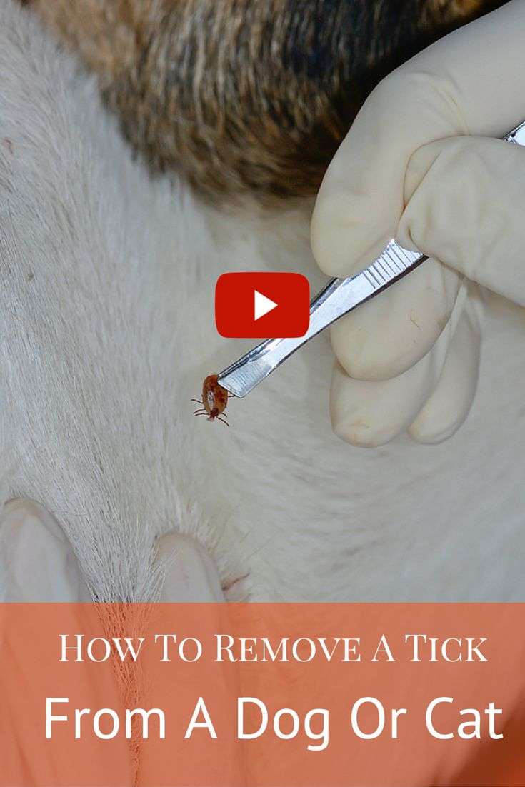 40 best images about Flea, Tick, and More on Pinterest ...