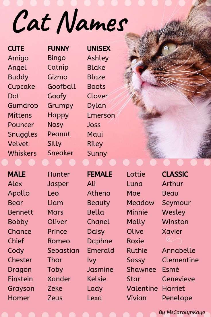 400+ Cat Names: Ideas for Male and Female Cats