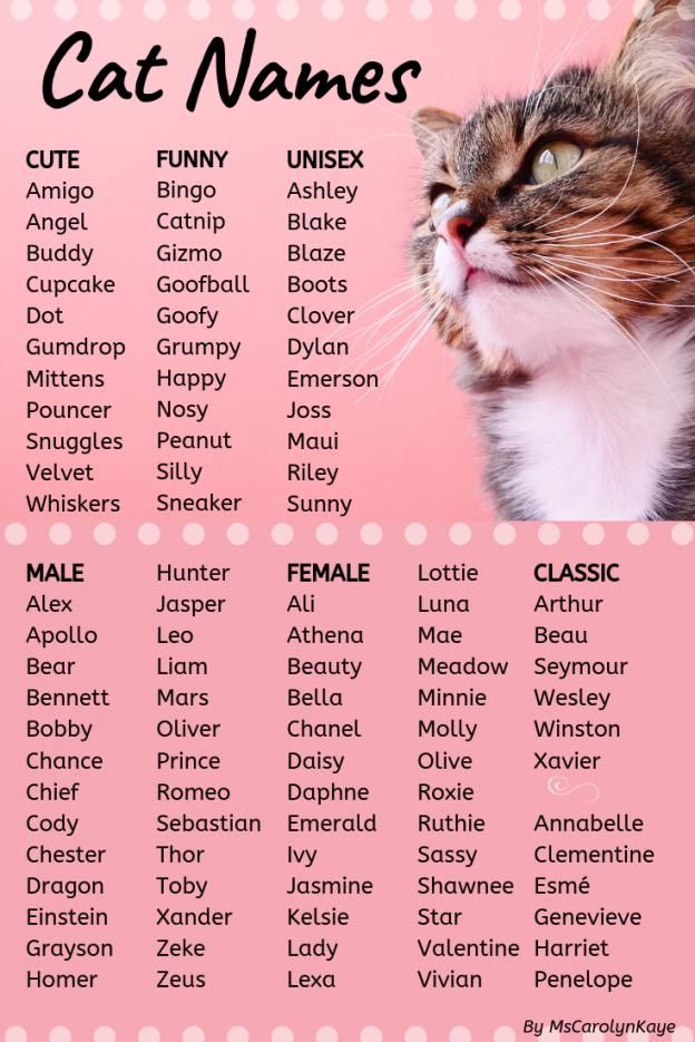 400+ Cat Names: Ideas for Male and Female Cats en 2020 ...