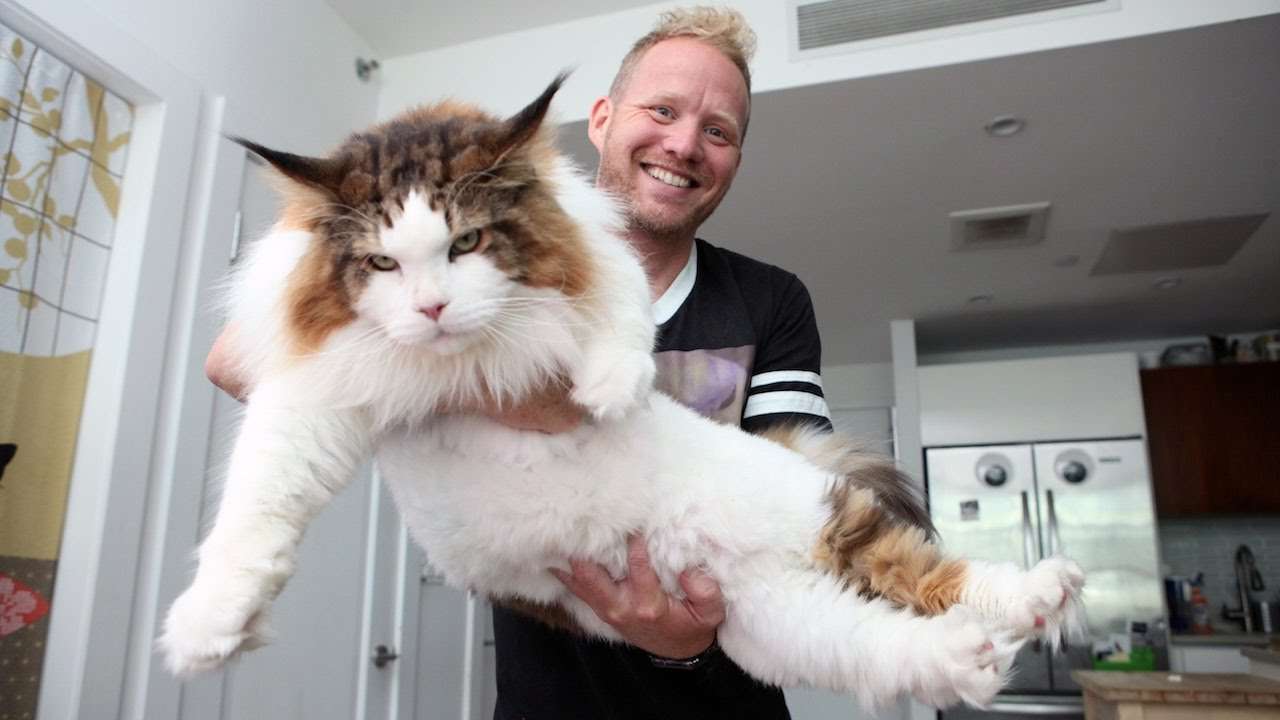 4ft Long Samson Is New Yorkâs Biggest Cat