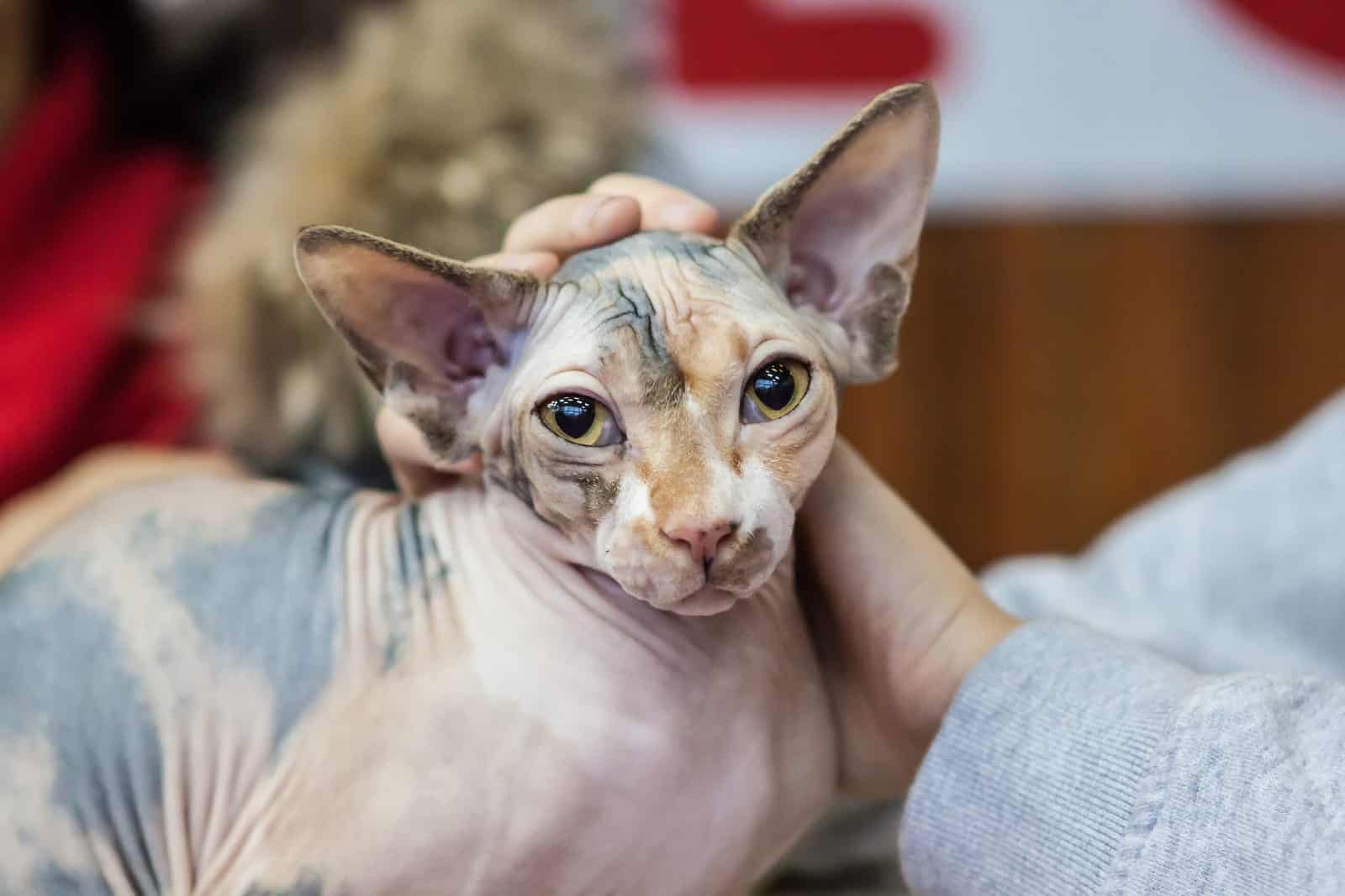 5 Fun Facts About Hairless Cats