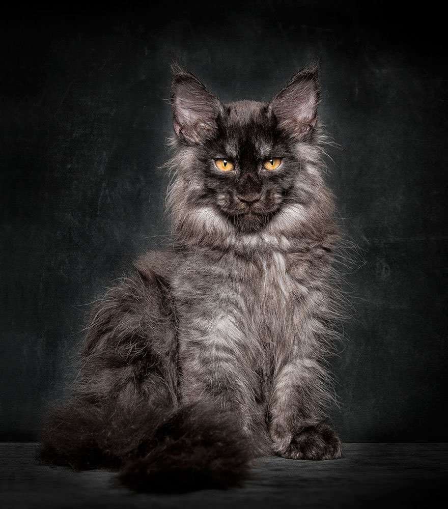 50 Breathtaking Pictures of Maine Coons, the Largest Cats ...