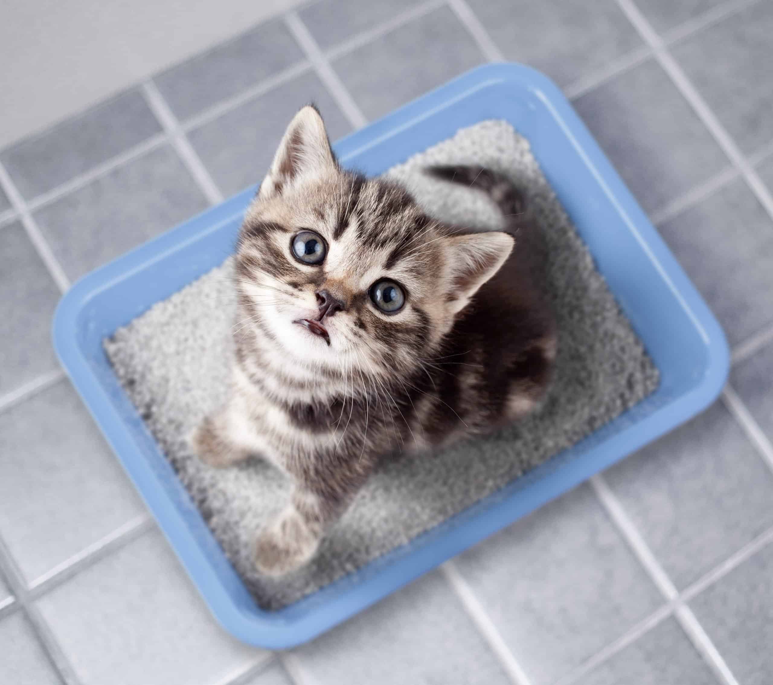6 Best Dust Free Cat Litters 2020