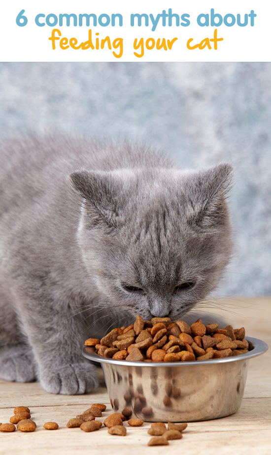 6 common myths About feeding your cat