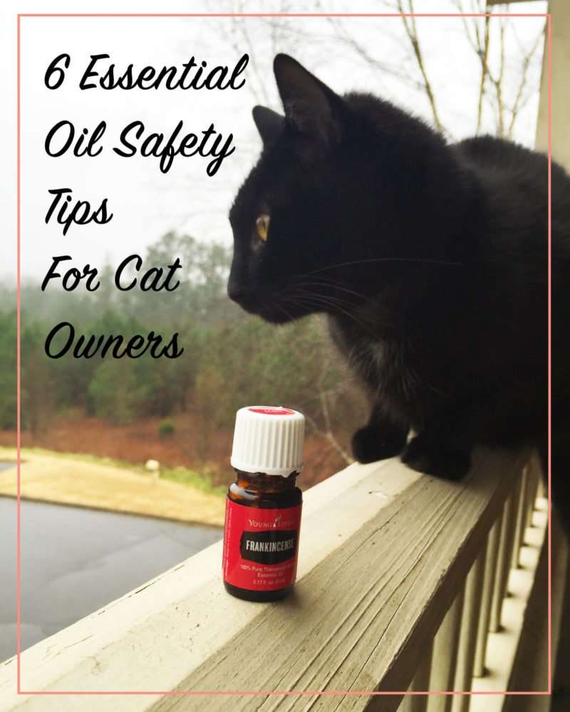 6 Essential Oil Safety Tips for Cat Owners