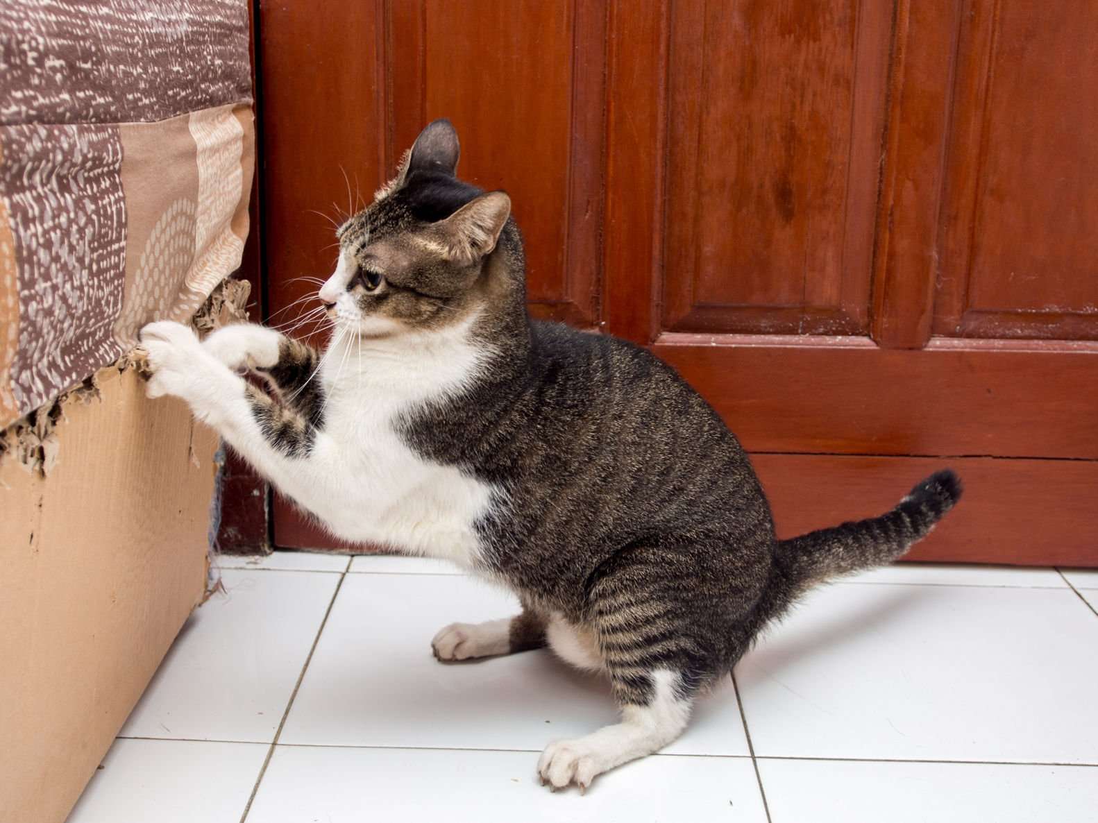 6 Ways to Prevent Your Cat From Scratching the Furniture ...