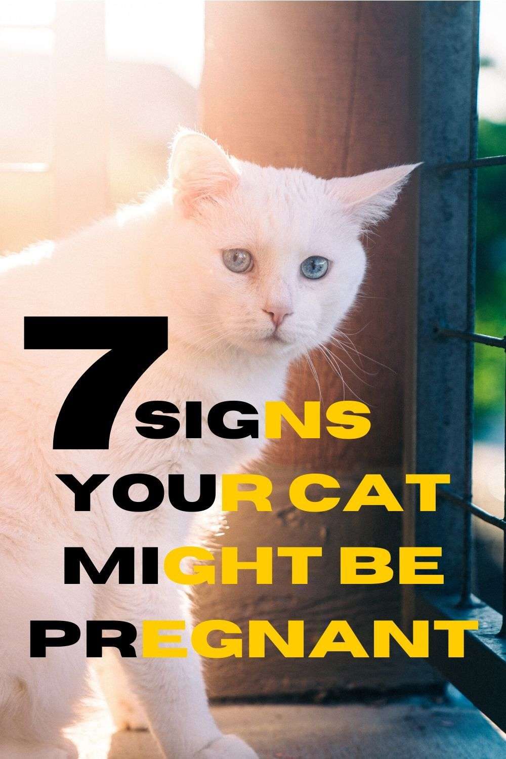 7 Signs Your Cat Might Be Pregnant