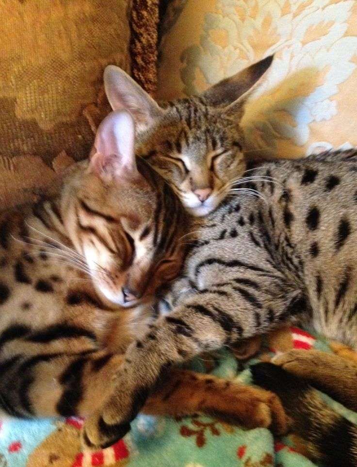 8 Best Savannah Bengal Mix Kittens Sale Pictures in 2020 ...