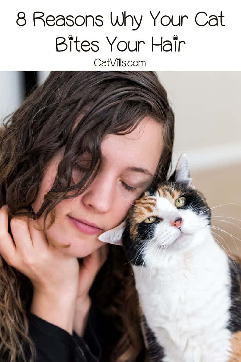 8 Intriguing Answers to " Why Does My Cat Bite My Hair?" 