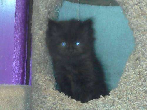 8 Week old Kittens Purebred Persian and Himalayan Ready to go home for ...