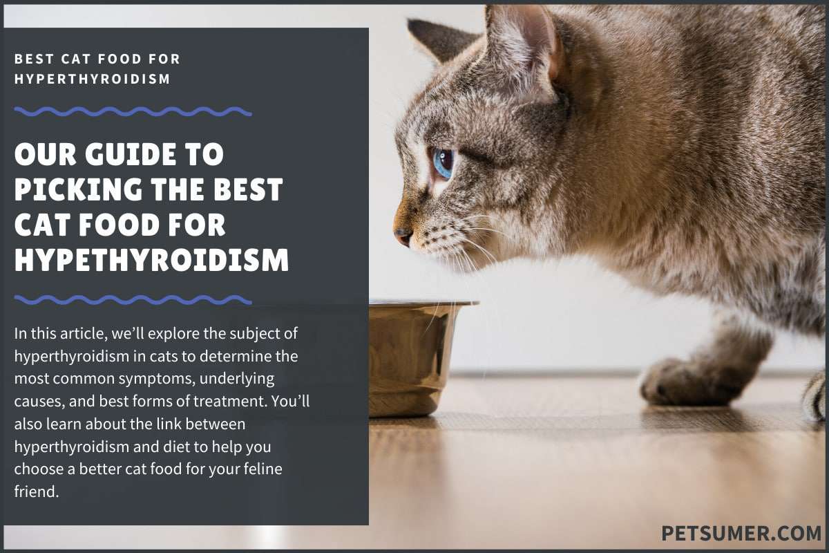 9 Best Cat Foods for Hyperthyroidism in 2020