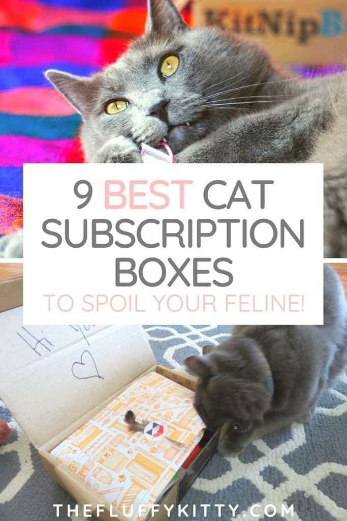 9 Best Cat Subscription Boxes to Treat Your Kitty