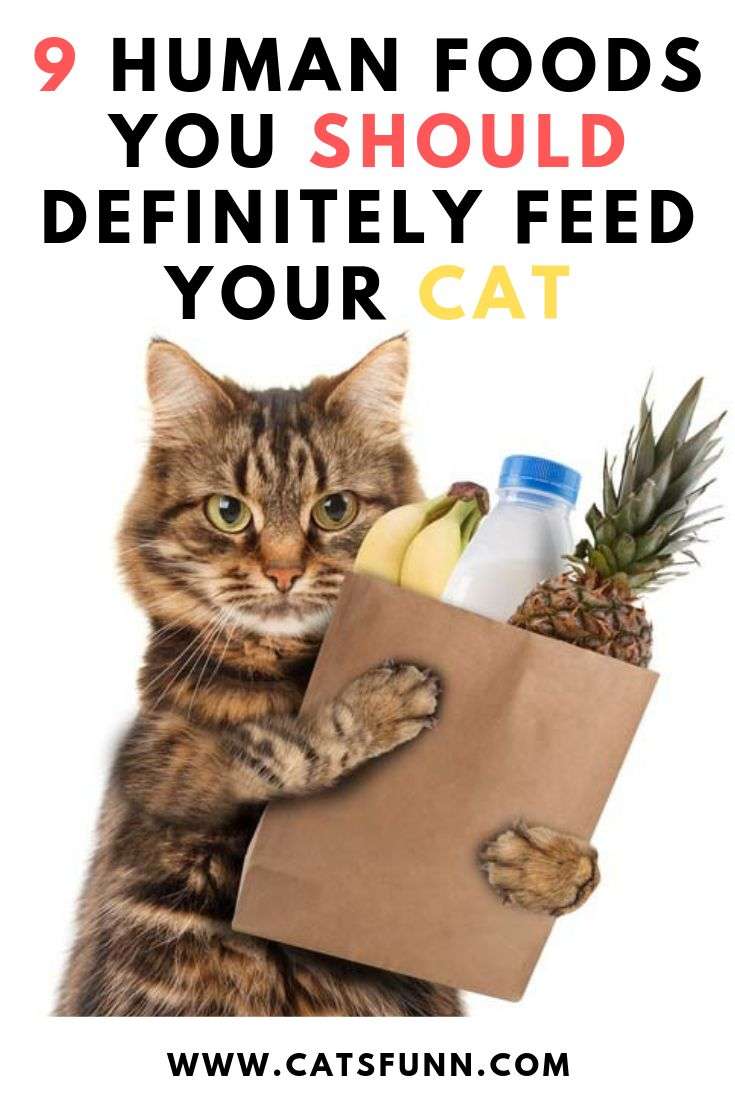 9 Human Foods You Should Definitely Feed Your Cat