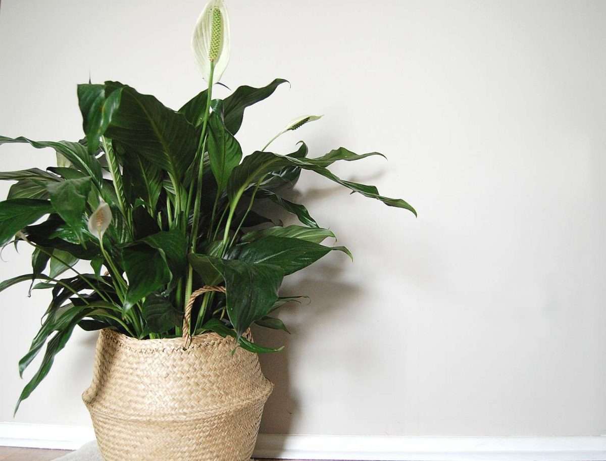9 Popular Houseplants That Are Toxic to Cats