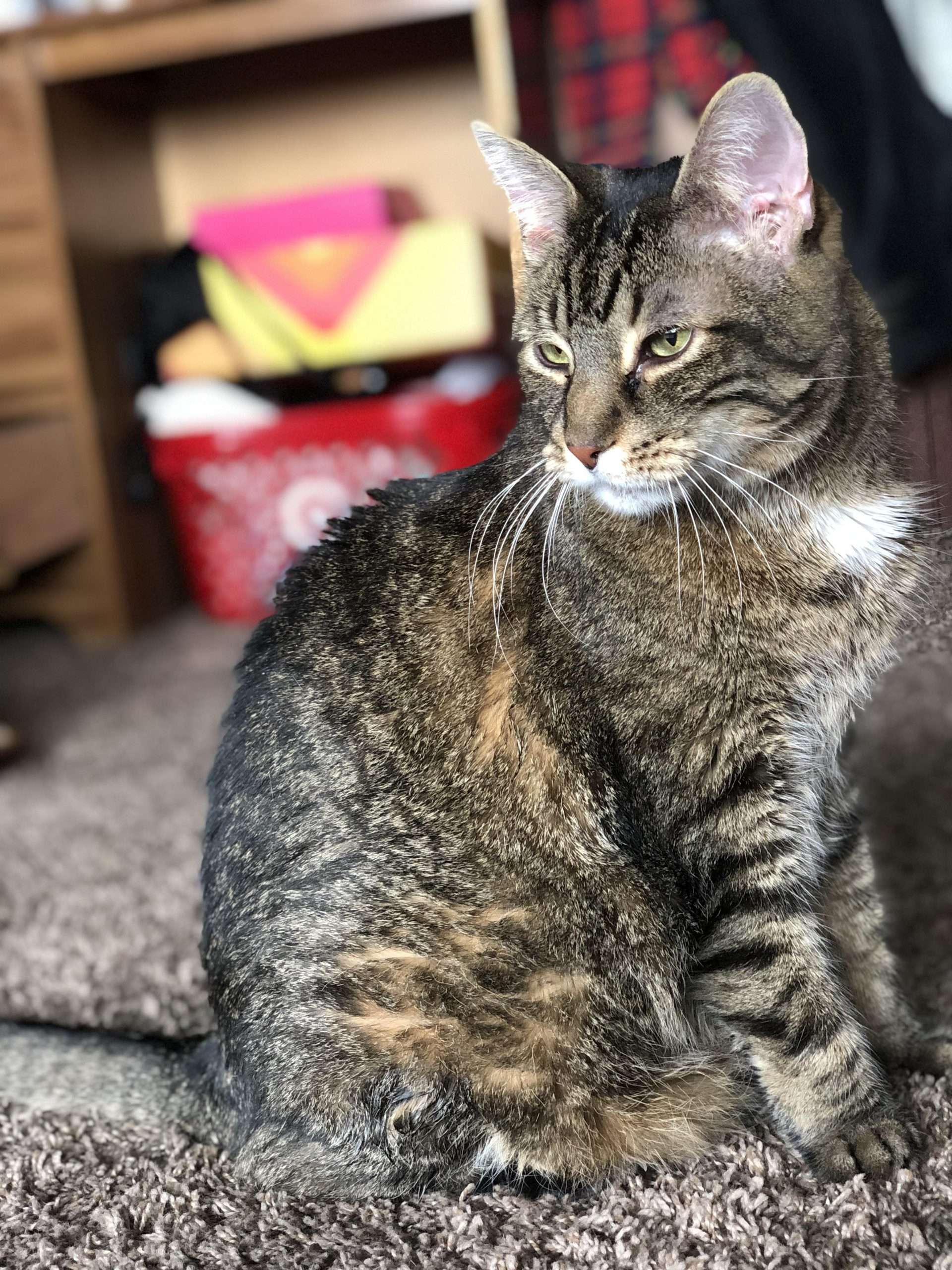 A few weeks ago, Kitty was diagnosed with feline diabetes ...