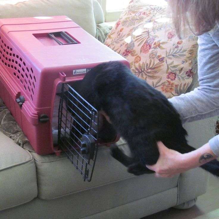 A Great Trick for Getting Kitty Into her Carrier ...