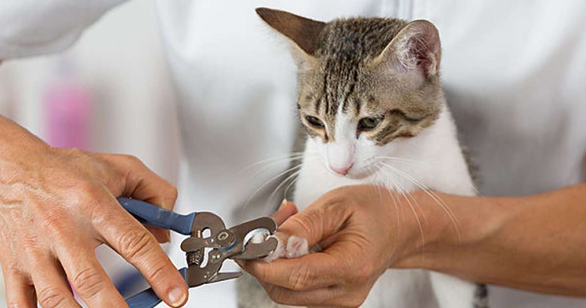 A Guide To Clipping Cat Nails