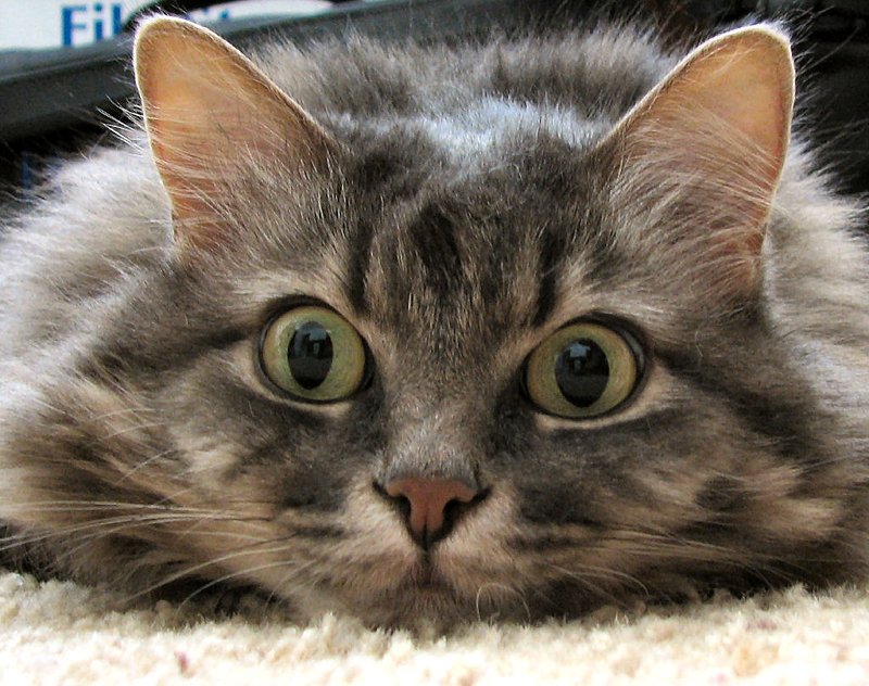 Abra Ebner: My Cat, On Prozac: Part Deux!