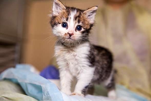 Adopt a Kitten (or Two!) with Discounted Fees During the ...