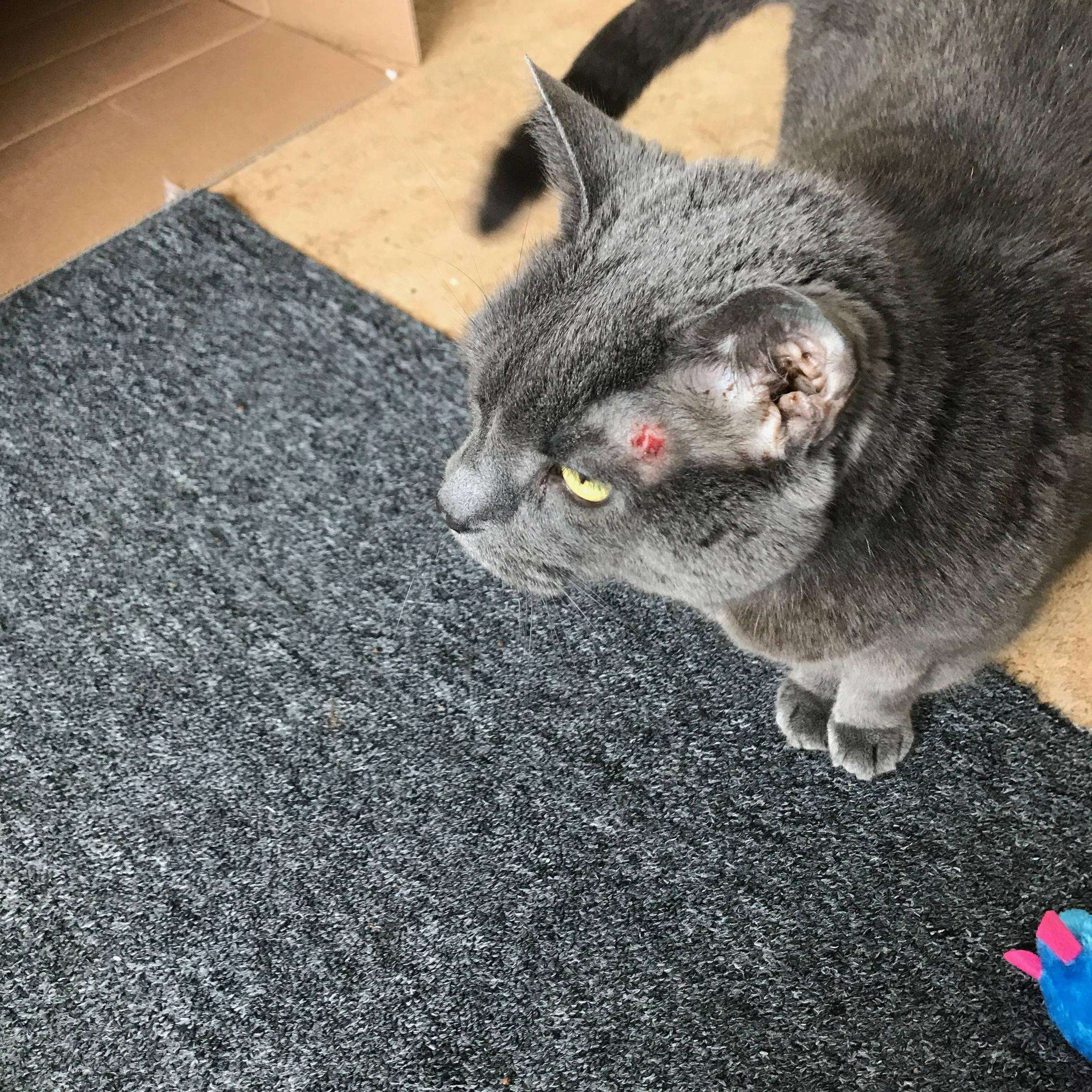 Adopted Cat Has Skin Problems, Can I Get Some Input ...