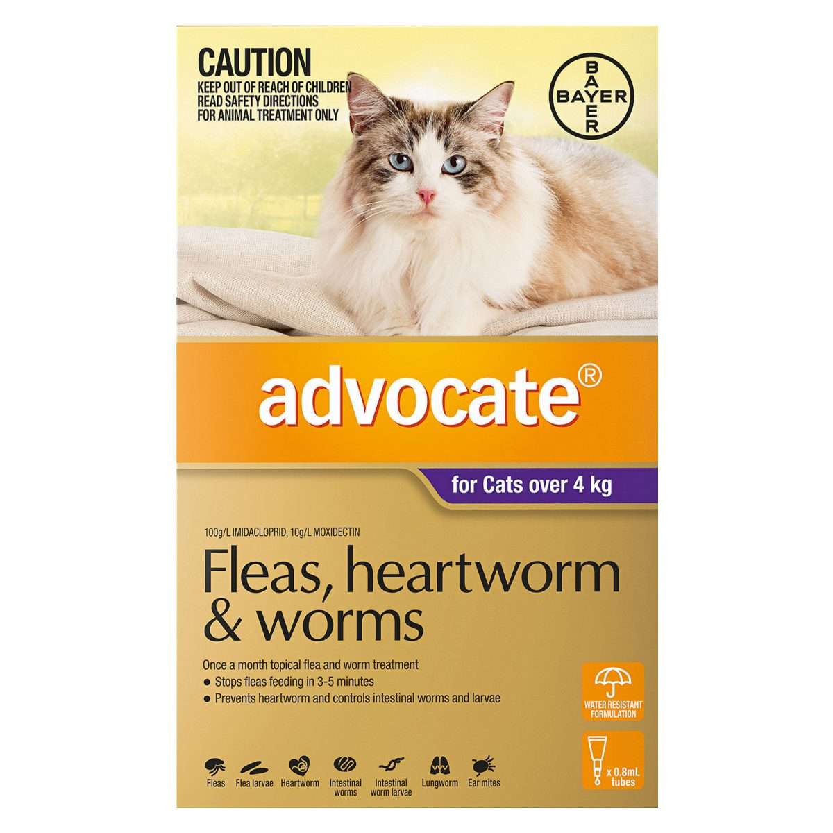 Advocate for Cats