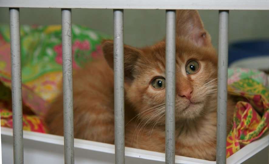 Animal Shelters Near Me Accepting Cats