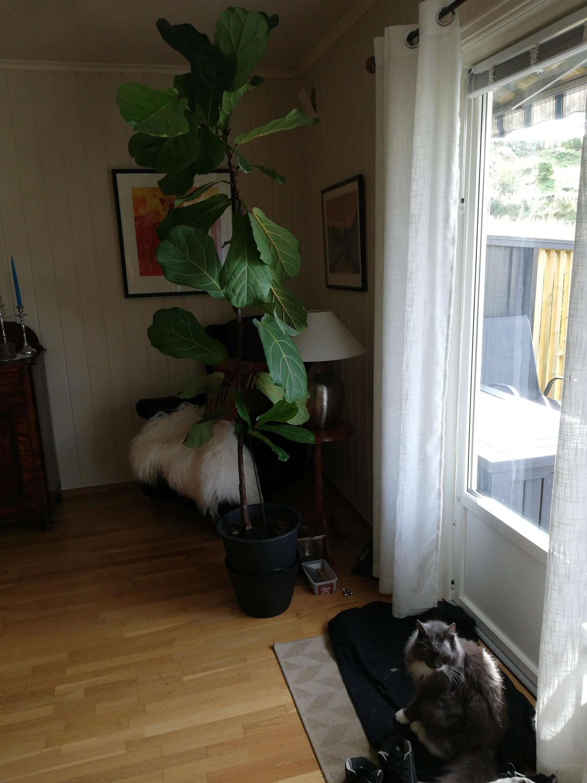 Any love for this Fiddle leaf fig? : houseplants