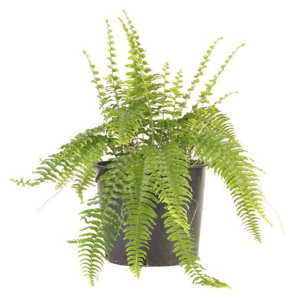 Are Ferns Bad for Cats?